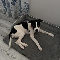 Photo of Mickey, adoptable Hound (Unknown Type) in Scotch Plains, New Jersey