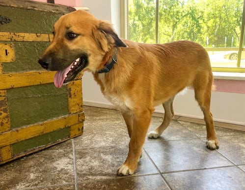 Photo of Trevor Lonestar, adoptable English Shepherd in Rockaway, New Jersey