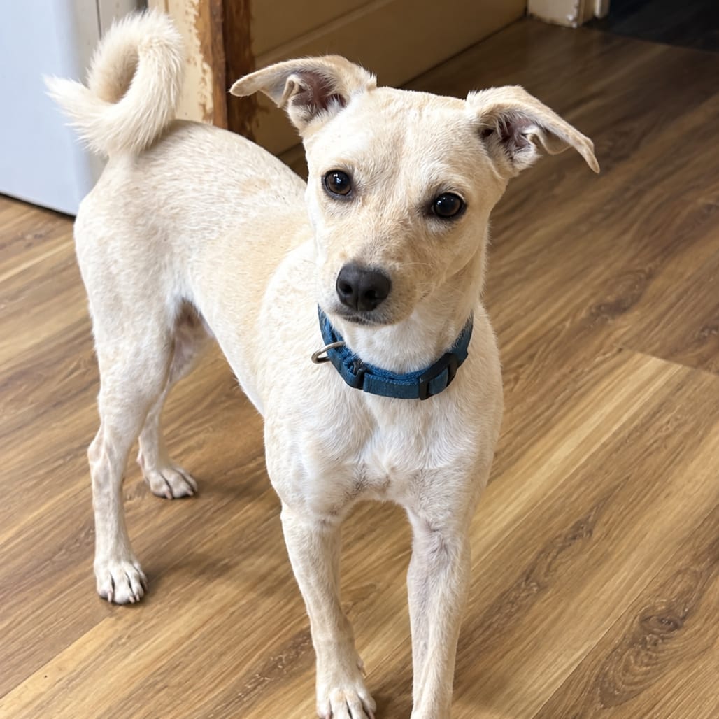 Photo of Vance, adoptable Chihuahua / Dachshund in Maryland, Maryland
