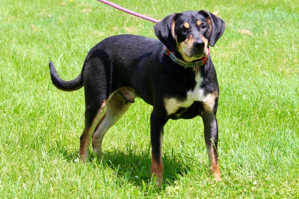 Photo of Fin/Trakre, adoptable Hound in Brazil, Indiana