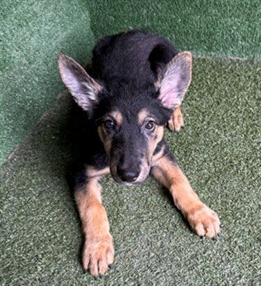 Photo of Marlon, adoptable Belgian Shepherd Malinois in Lancaster, California
