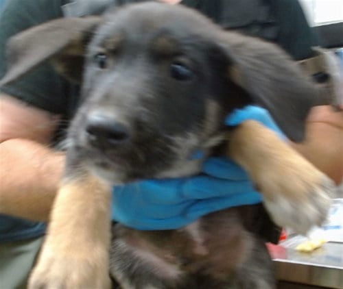 Photo of Gravy, adoptable German Shepherd Dog in San Bernardino, California