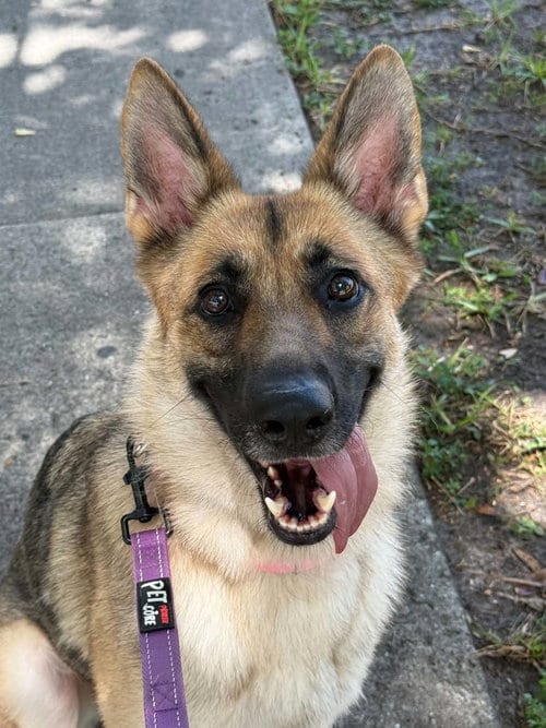 Photo of Mila 3171, adoptable German Shepherd Dog in Plantation, Florida