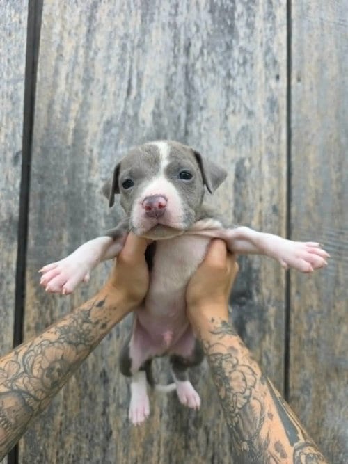 Photo of SR Puppy 18/21, adoptable American Pit Bull Terrier in Frankenmuth, Michigan