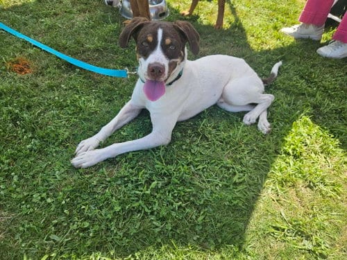 Photo of Jake, adoptable Pointer in Holbrook, New York