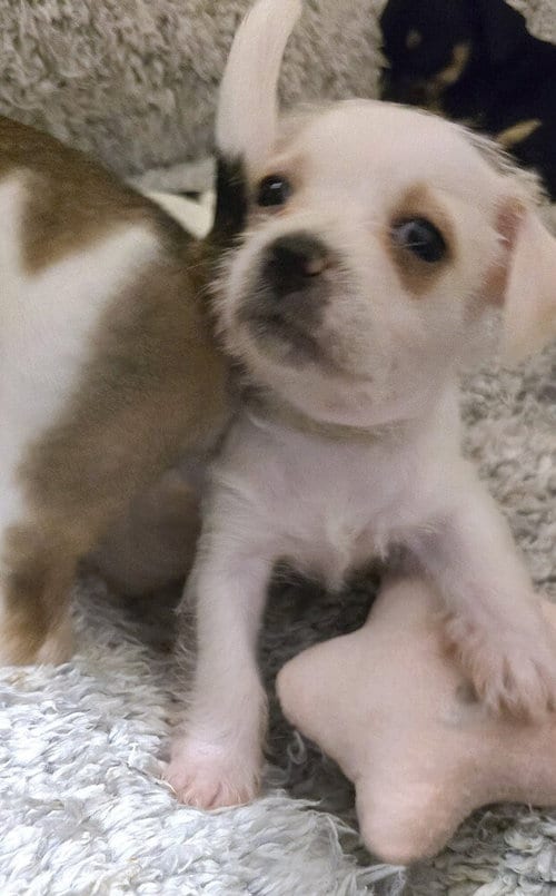 Photo of Zaza, adoptable Terrier in Pacifica, California