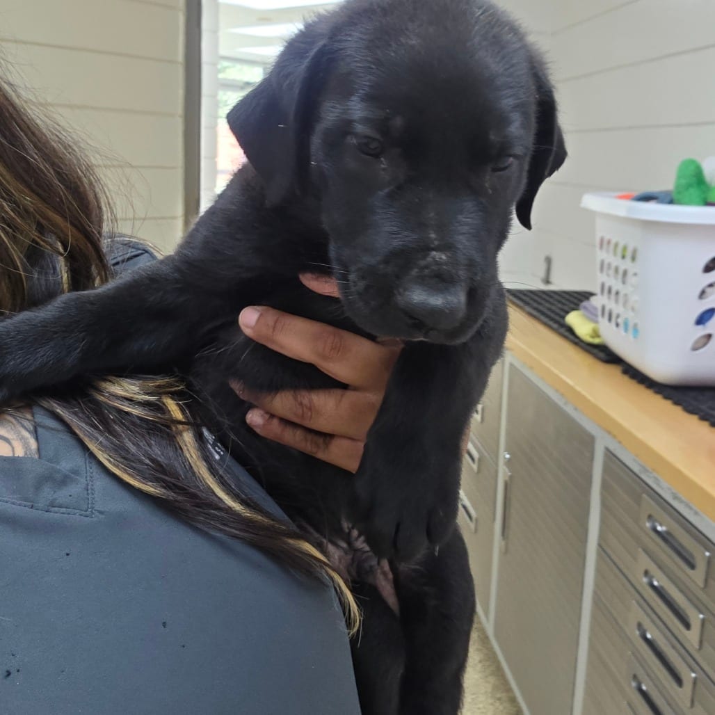Photo of Marvin, adoptable Mixed Breed (Medium) in Houston, Texas