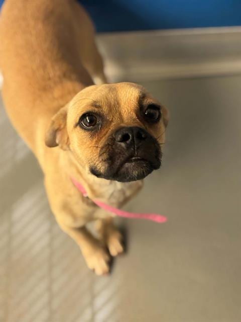 Photo of Sydney, adoptable Chihuahua in Visalia, California