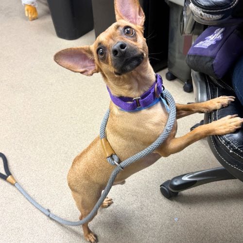 Photo of Rico, adoptable Chihuahua in Aurora, Colorado