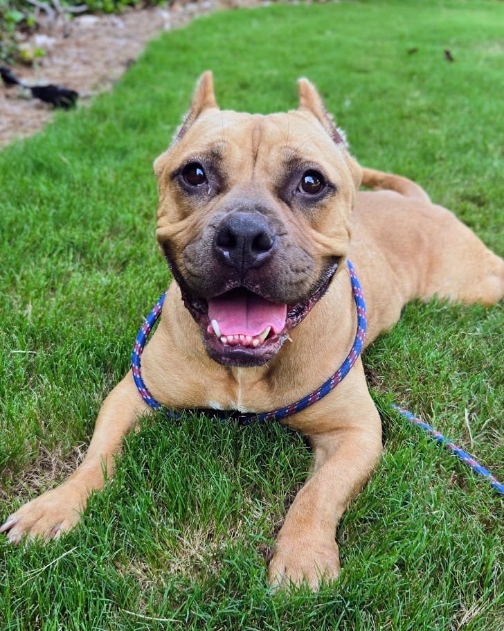 Photo of Honeybun, adoptable Pit Bull Terrier in Douglasville, Georgia