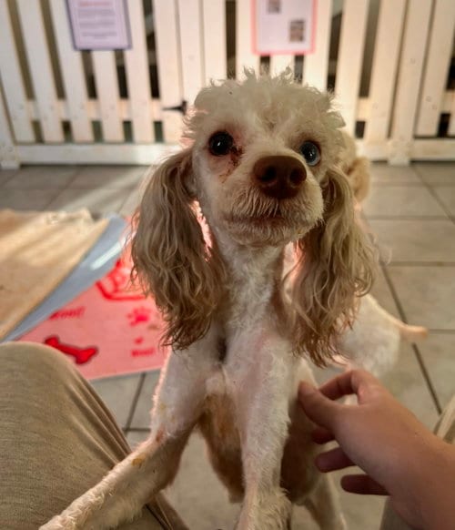 Photo of Kernel Sep 26, adoptable Poodle (Toy) in Pacolet, South Carolina