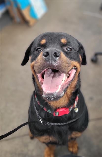 Photo of Sullivan, adoptable Mixed Breed
