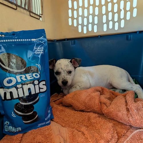 Photo of Oreo, adoptable Queensland Heeler in Camarillo, California