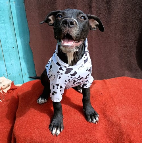 Photo of Gamora-in a foster home, adoptable Boxer in Apple Valley, California