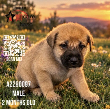 Photo of Root Beer, adoptable German Shepherd Dog in Los Angeles, California