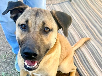 Photo of Armando, adoptable dog in Georgetown, Texas