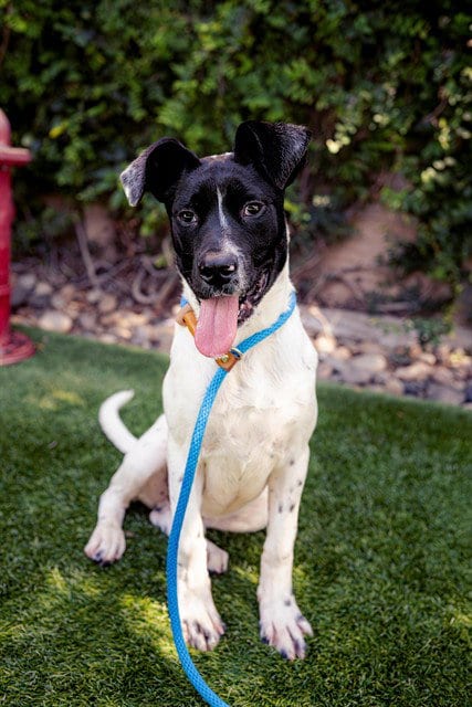 Photo of Bullseye, adoptable Labrador Retriever in San Jose, California