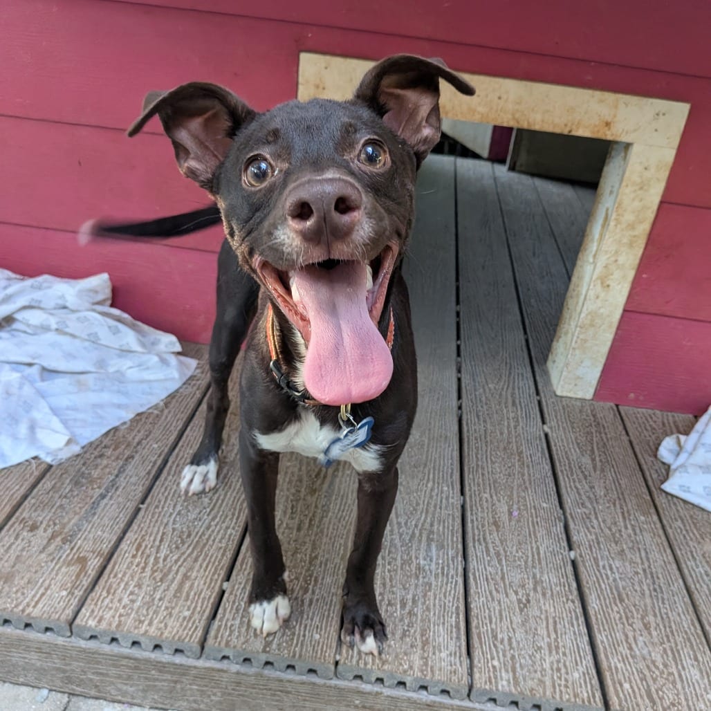 Photo of Chip, adoptable Feist in Wake Forest, North Carolina