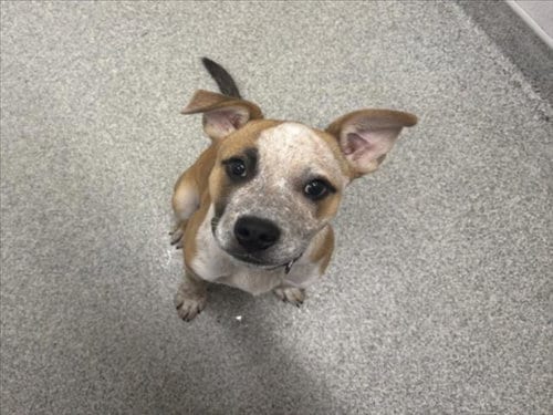 Photo of Theo, adoptable Australian Cattle Dog/Blue Heeler in Fort Collins, Colorado