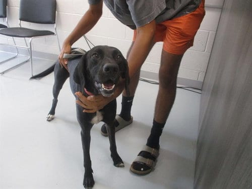 Photo of Pearl, adoptable Labrador Retriever in Ocala, Florida