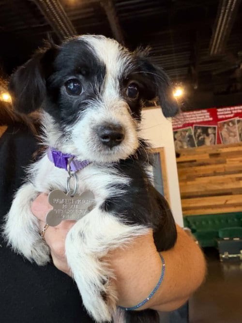 Photo of Blossom - "B" Litter, adoptable Terrier in Holly Springs, North Carolina