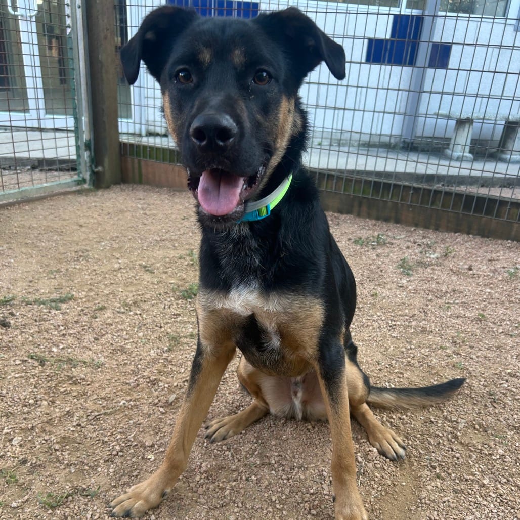 Photo of Bruce, adoptable Rottweiler / Mix in Houston, Texas