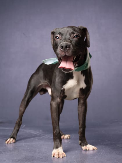 Photo of Parmeezian, adoptable dog in Atlanta, Georgia