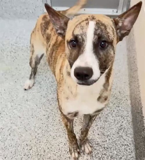 Photo of Ozzy, adoptable Catahoula Leopard Dog in Houston, Texas