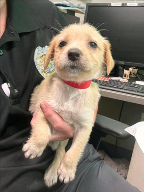 Photo of Lady (NY-Sarah), adoptable Labrador Retriever in SHERBURNE, New York