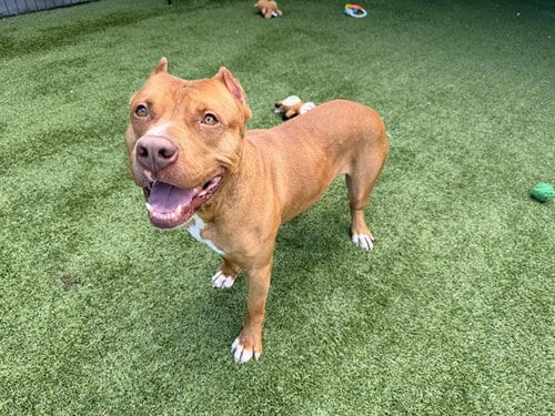 Photo of Debo, adoptable American Staffordshire Terrier in Garland, Texas