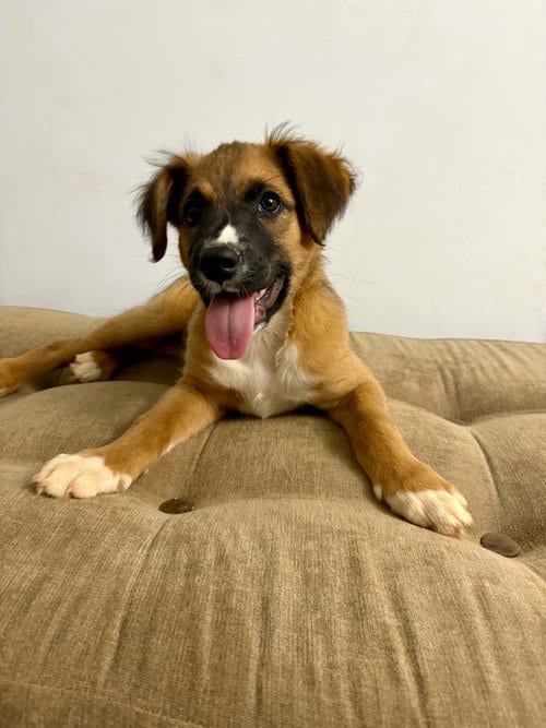 Photo of Sophia, adoptable Shepherd in Forest, Virginia