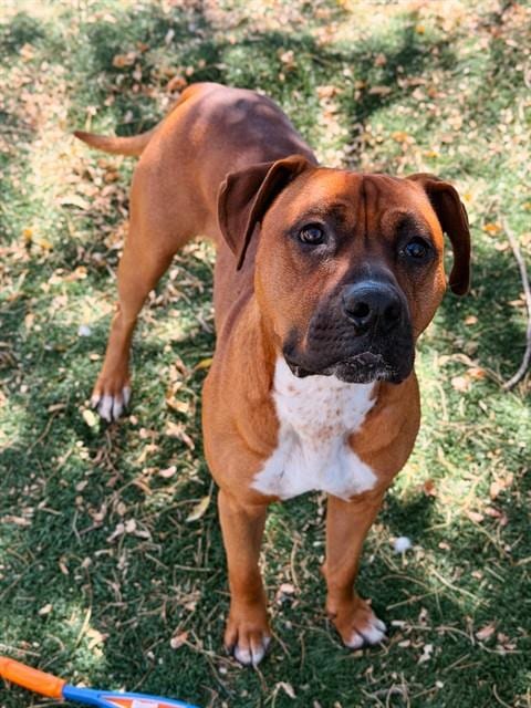 Photo of PJ, adoptable Boxer in Fremont, California
