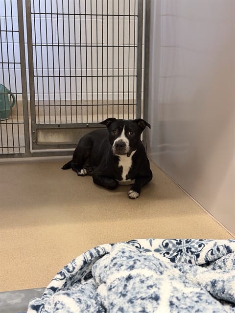 Photo of Senior Pit Bull Terrier, adoptable Pit Bull Terrier in San José, California