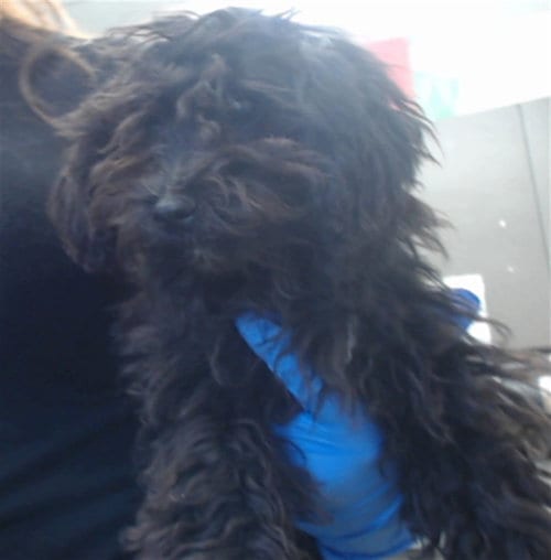Photo of Toby, adoptable Poodle (Miniature) in San Bernardino, California