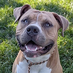 Photo of Otis, adoptable Pit Bull Terrier in Dublin, California