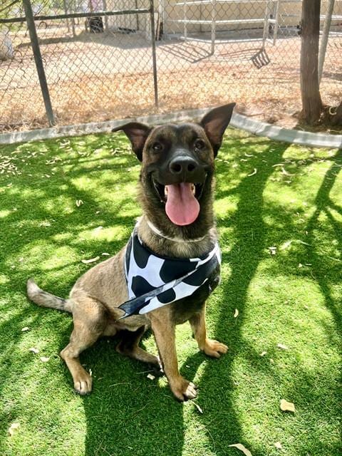 Photo of Chase, adoptable Belgian Shepherd Malinois in Lancaster, California