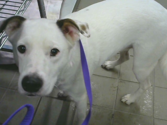Photo of Bella, adoptable Australian Cattle Dog mix in Albuquerque, New Mexico