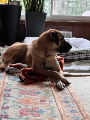 Photo of Rocks, adoptable dog in Chamblee, Georgia