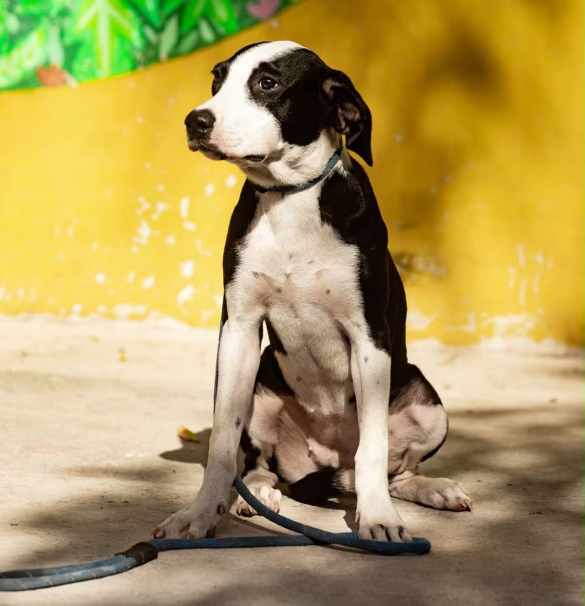 Photo of Brigette, adoptable Labrador Retriever/Whippet in New York, New York