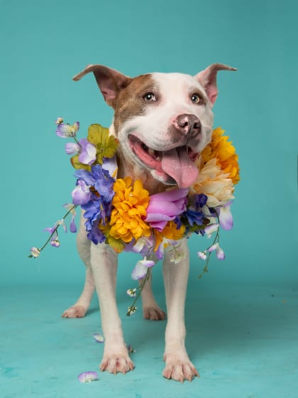 Photo of Shea, adoptable dog in Atlanta, Georgia