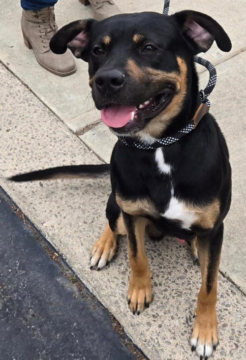 Photo of Rudy, adoptable Rottweiler in San Antonio, Texas