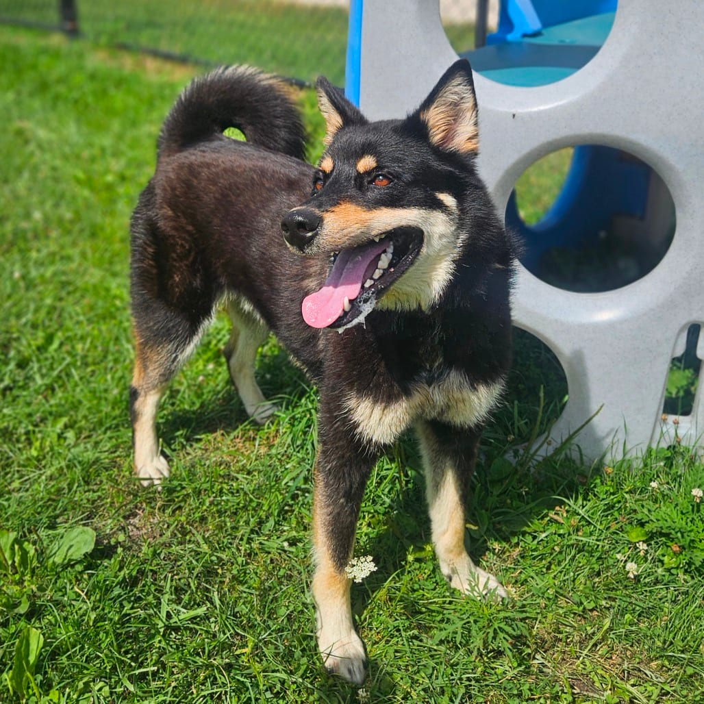 Photo of Stitch, adoptable Husky, Siberian / Shepherd in Monticello, Iowa
