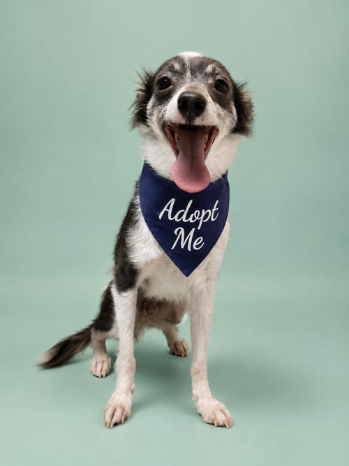 Photo of Taquito DP, adoptable Chihuahua in Inglewood, California
