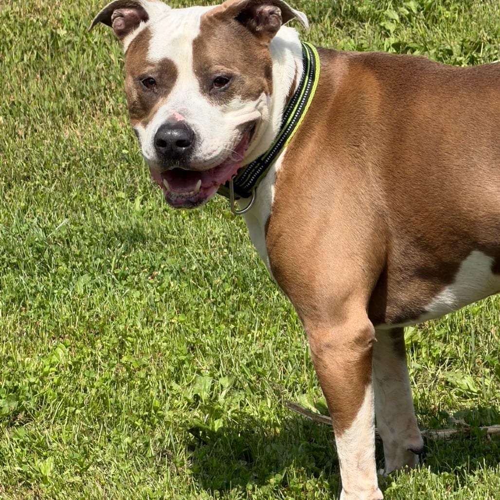 Photo of Rico, adoptable Terrier, Pit Bull in Marshalltown, Iowa