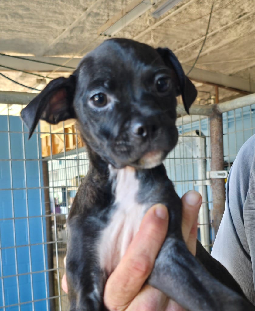 Photo of Jolene, adoptable Chihuahua in Canyon Lake, Texas