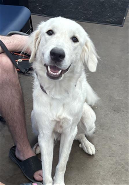 Photo of Dodie, adoptable Mixed Breed
