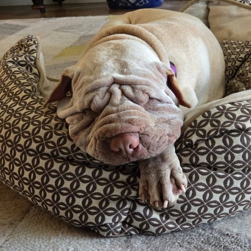 Photo of Mani, adoptable Chinese Shar-Pei in Tucson, Arizona