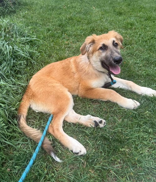 Photo of Animal #1, adoptable Unknown breed in Aurora, Colorado