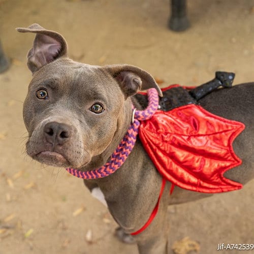 Photo of Jif, adoptable Pit Bull Terrier in Sacramento, California