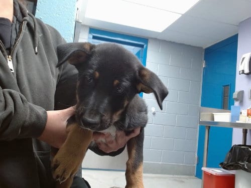 Photo of Phoenix, adoptable German Shepherd Dog in Albuquerque, New Mexico
